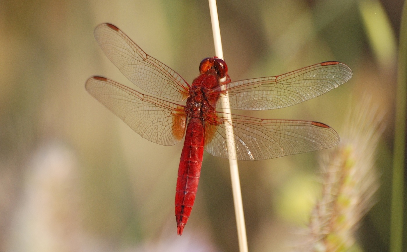 Parliamo di: Scheda Crocothemis erythraea